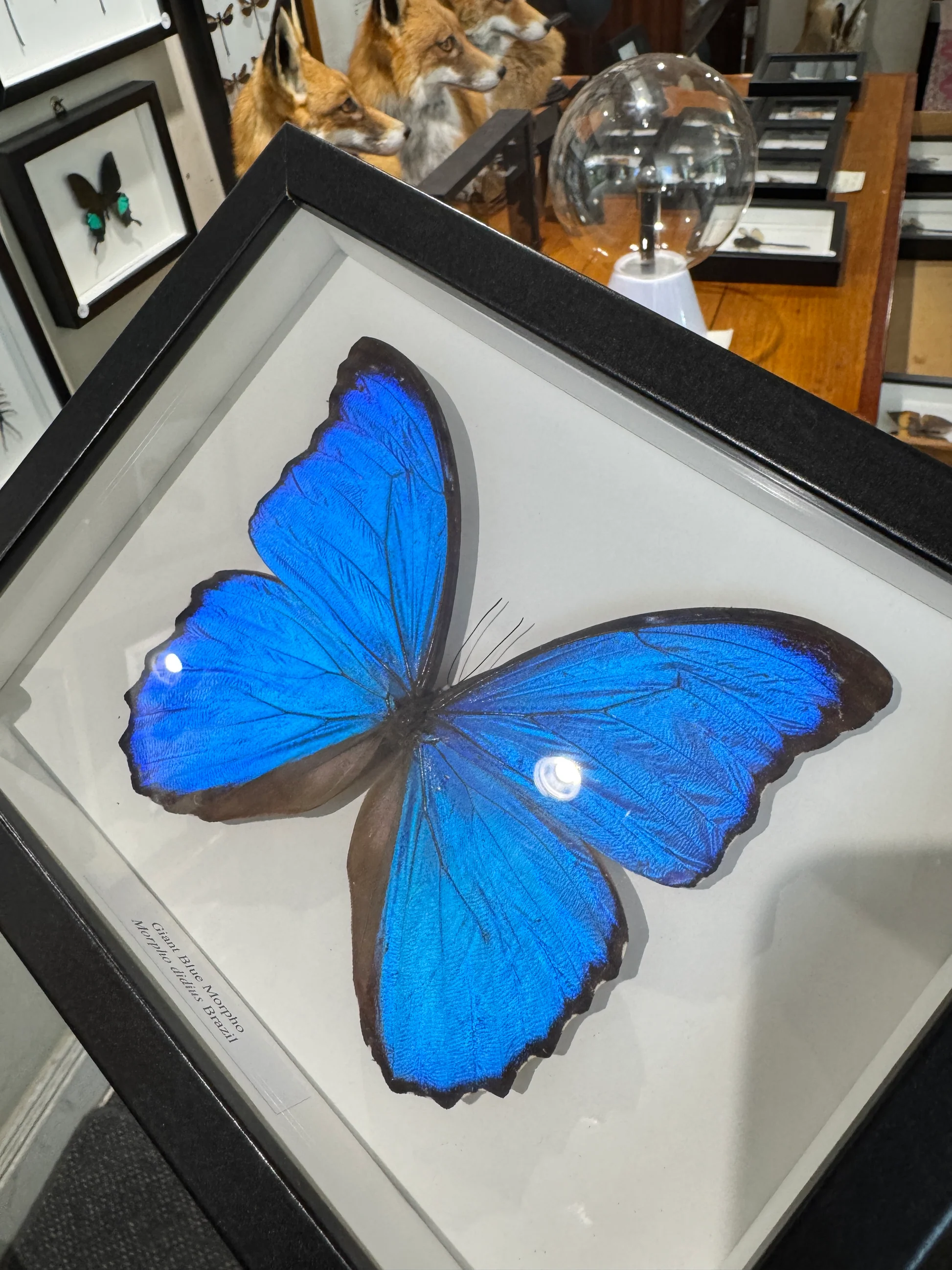The Enchanting World of Morpho Butterflies: A Glimpse into Their Azure Beauty