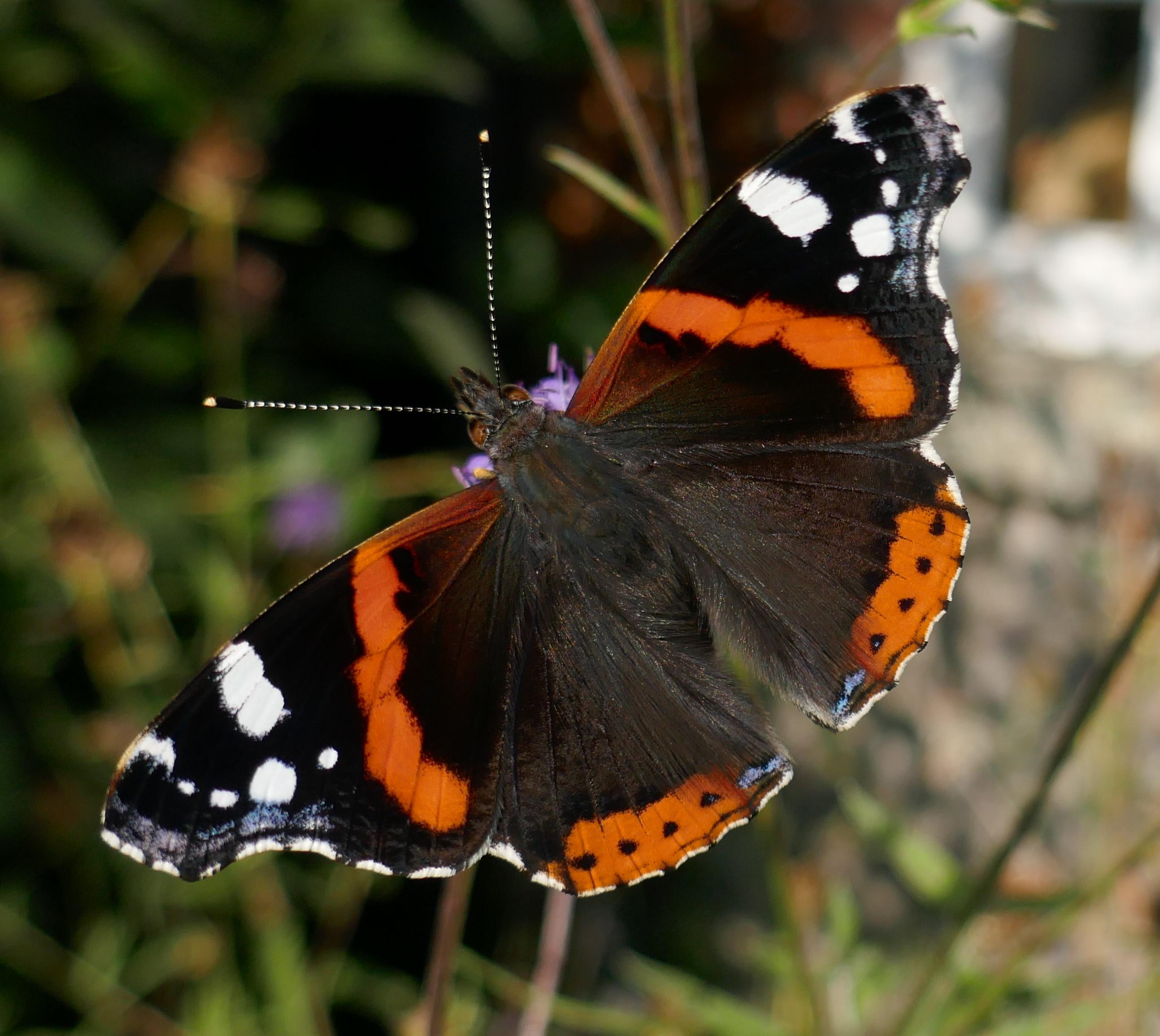 Expert Guidance for Thriving Tropical Butterfly Habitats