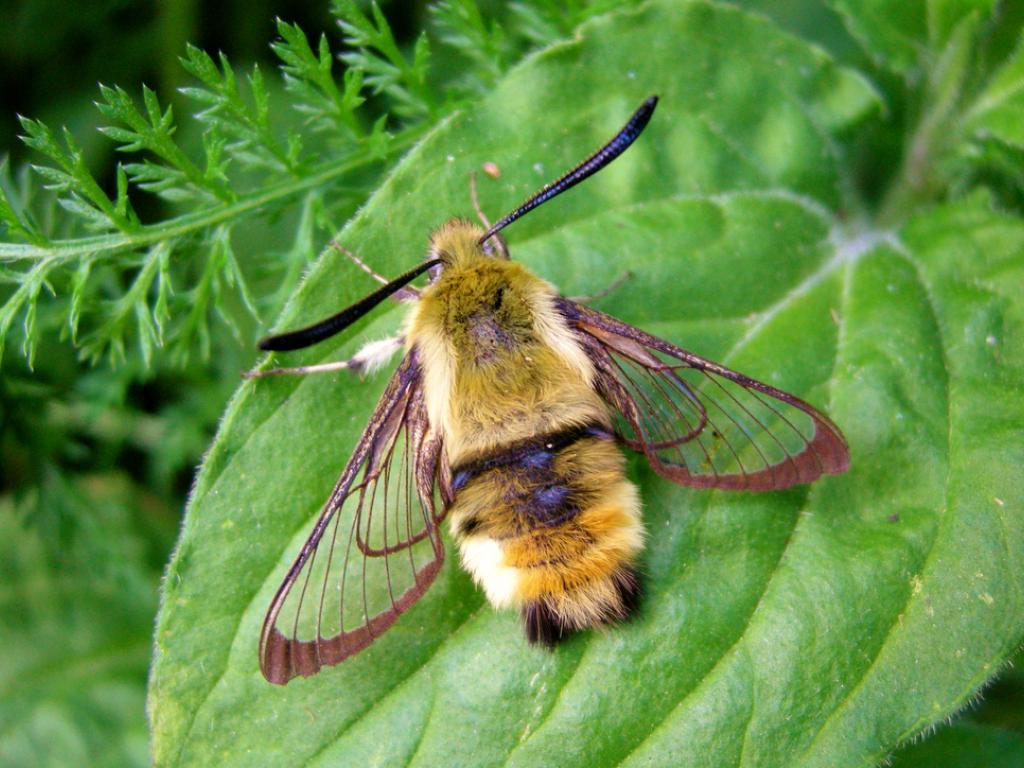 From Larva to Luminous Wings: Our Breeding Success Stories