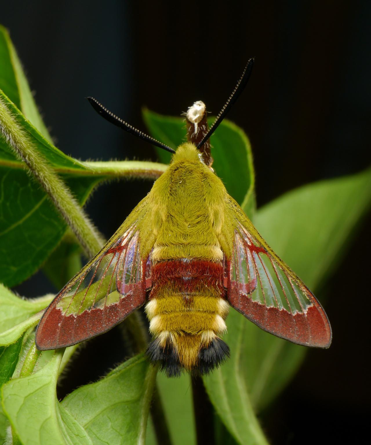 The Secret Language of Butterflies: How They Communicate and Survive