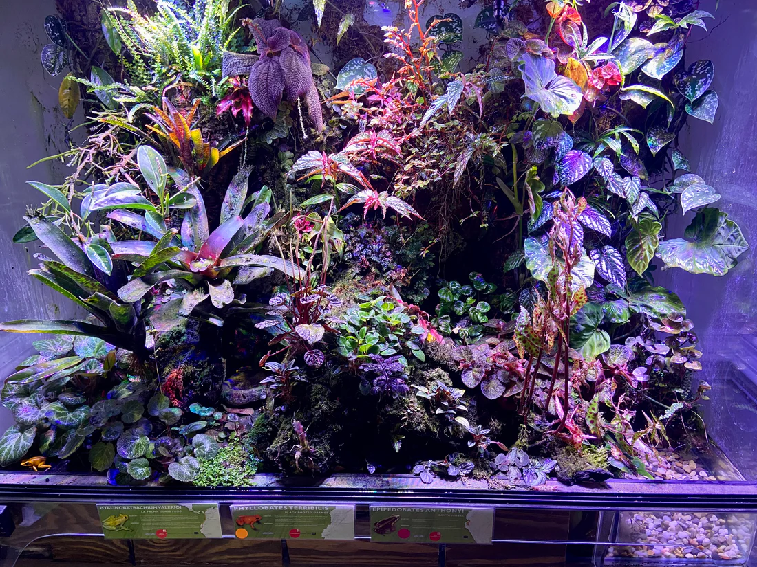 Designing & Maintaining Stunning Insect Vivaria