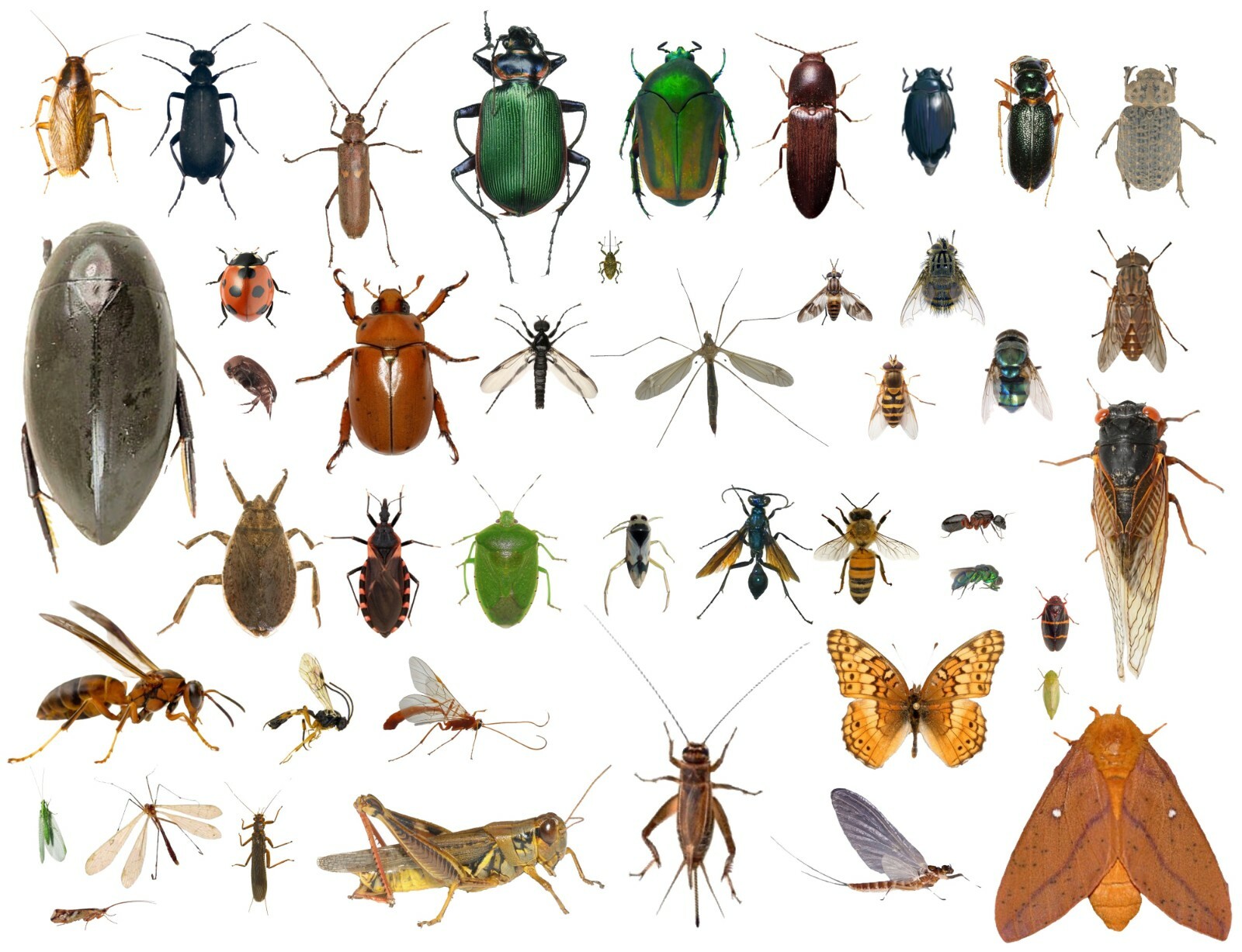 Personalized Guidance for Insect Enthusiasts
