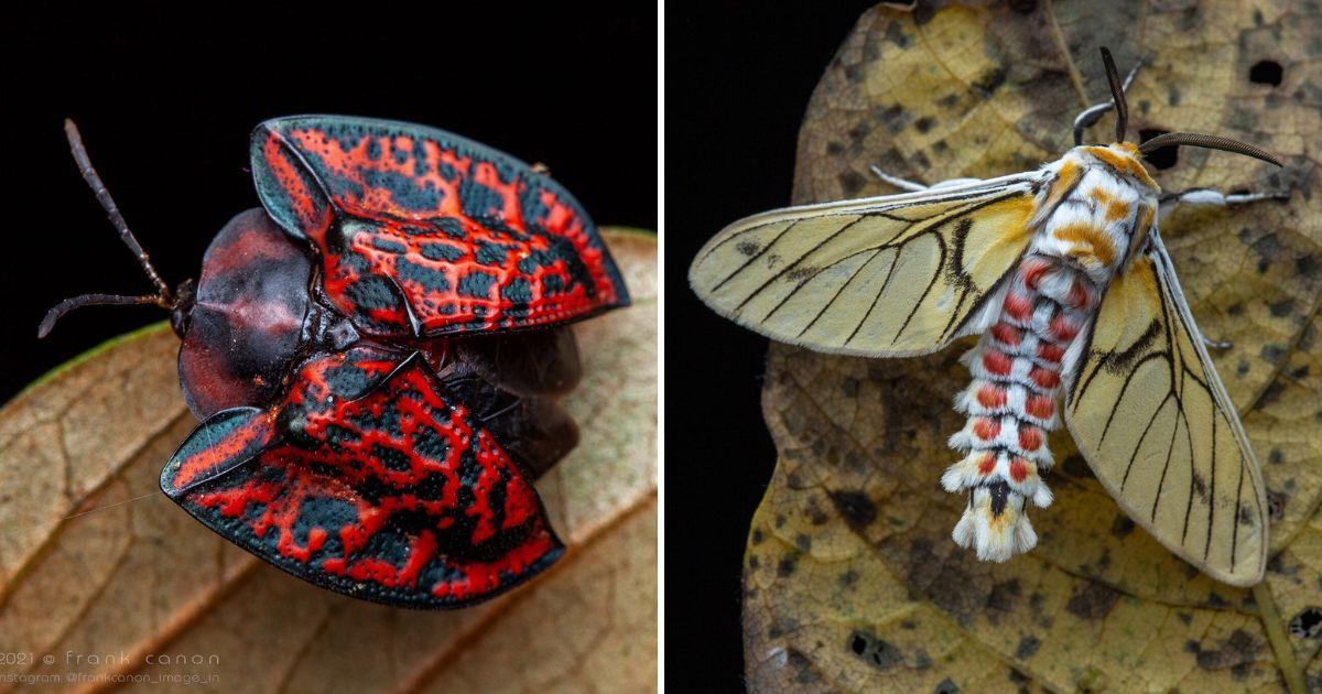 Miniature Marvels: Discovering the Unique Adaptations of Tropical Insects